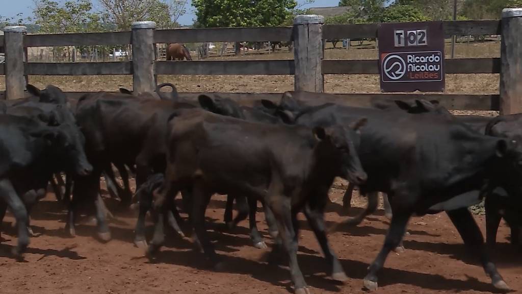 Leilão Boi em Pauta oferta mil animais de corte. Confira hoje no Canal do Boi