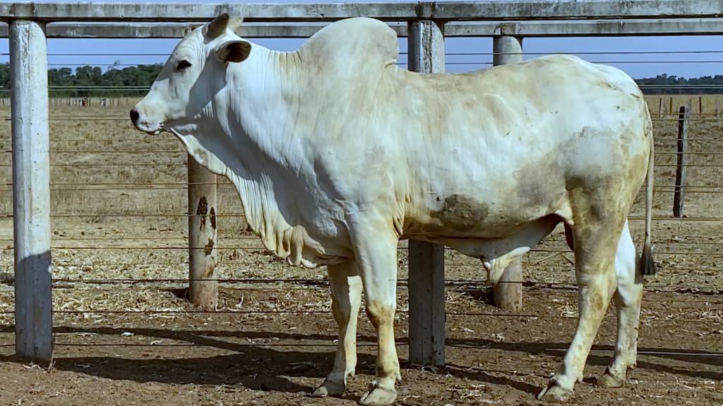 Leilão Virtual do Amor a Vida, hoje no Agro Canal