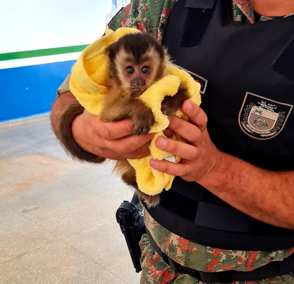 PMA recebe filhote de macaco-prego nesta segunda