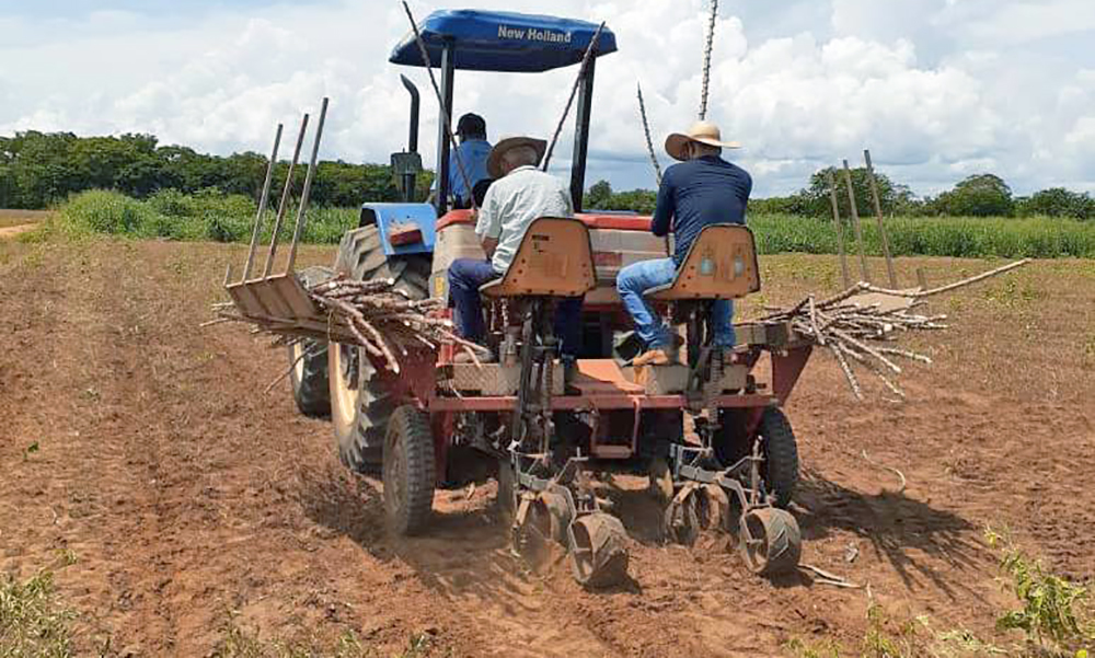 Goiás incentiva produção de mandioca para fabricação de cerveja