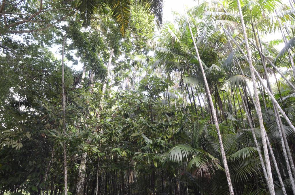 Mata Atlântica é o bioma brasileiro com maior captação de água