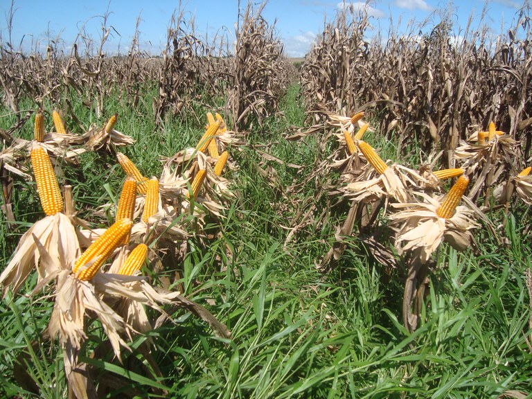 Governo publica zoneamento agrícola do milho consorciado com braquiária 1ª safra 2021/22