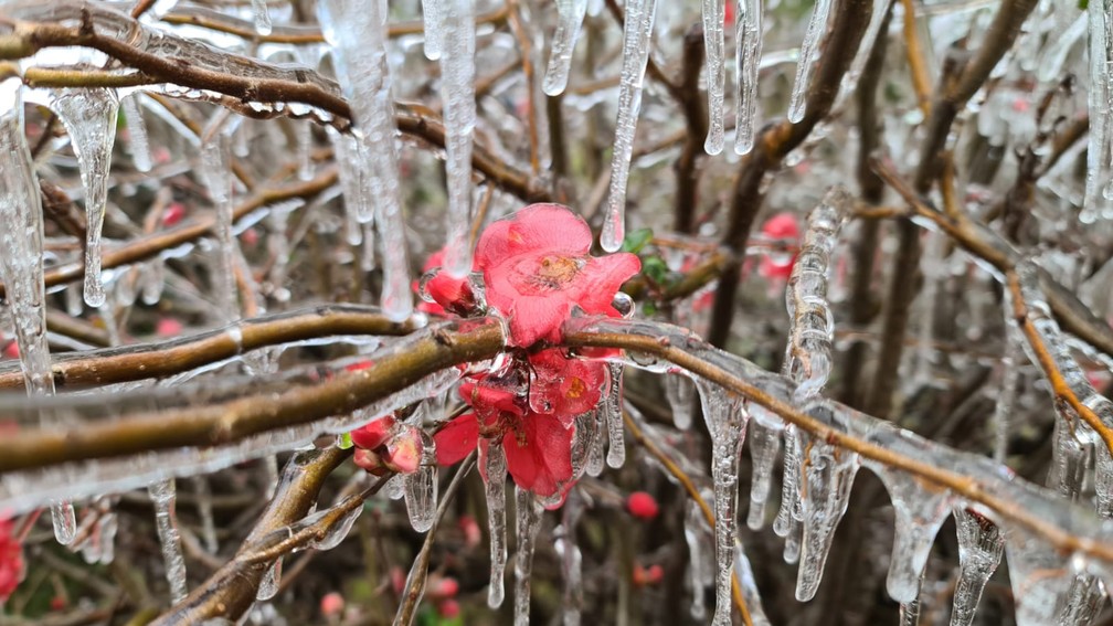 Bom Jardim da Serra registra -7,5ºC; menor temperatura do país 