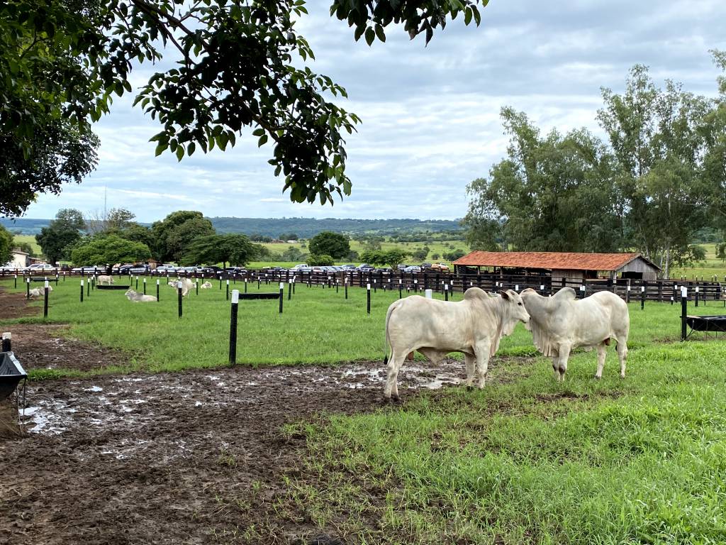 Dia de Campo Fazenda Araponga mostra qualidade de rebanho Nelore