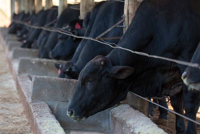 Cotação do boi gordo registra valorização e bate R$ 317 por arroba