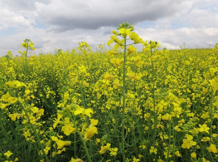 Novo Zarc indica regiões para cultivo de canola no Brasil