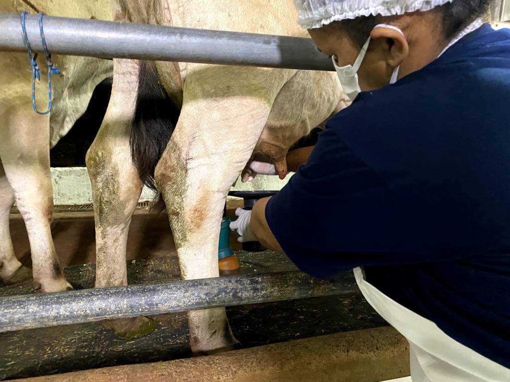 Leite de gado Jersey proporciona queijo mais saboroso
