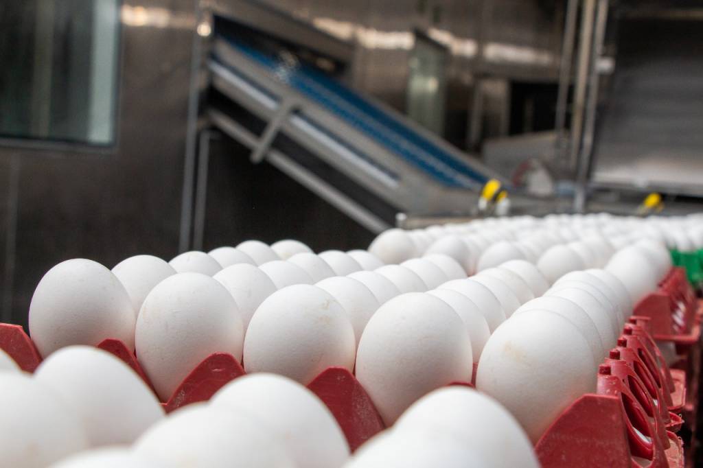 Exportações de ovos aumenta 137,7% em 2021, diz ABPA