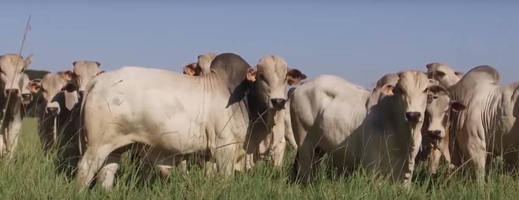Acabamento de carcaça da Fazenda Santa Cecília do Pontal P@rm tem rendimento médio de 52,37%