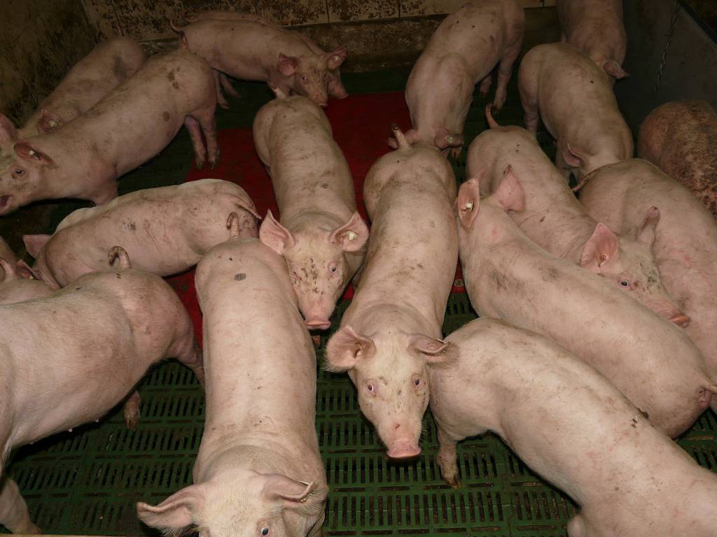 Exportações de carne suína crescem 19% em abril