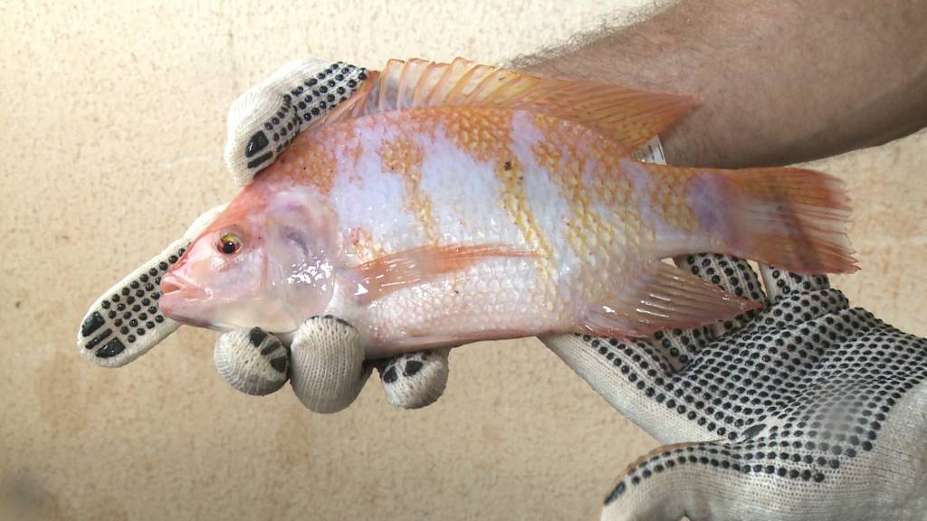 Peixe Saint Peter apresenta crescimento no Brasil
