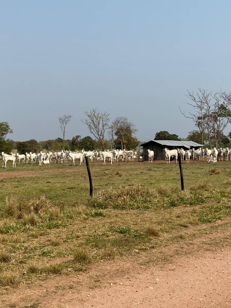 Fazenda em MS realiza intensificação de recria