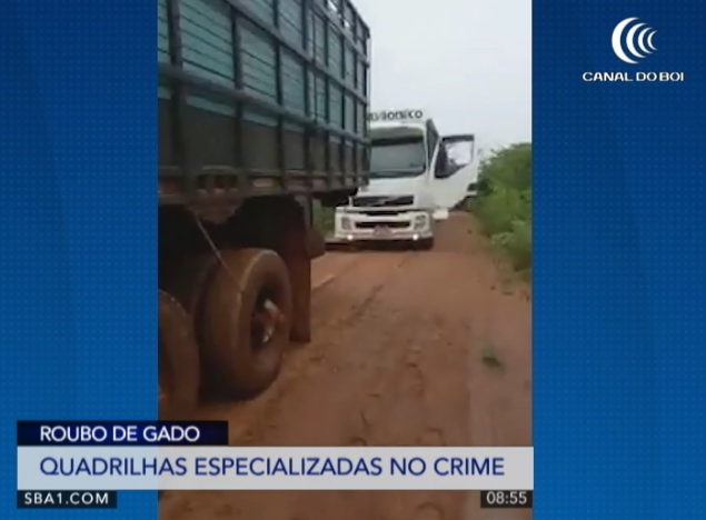 Confira a terceira parte da série de reportagens sobre furto de gado