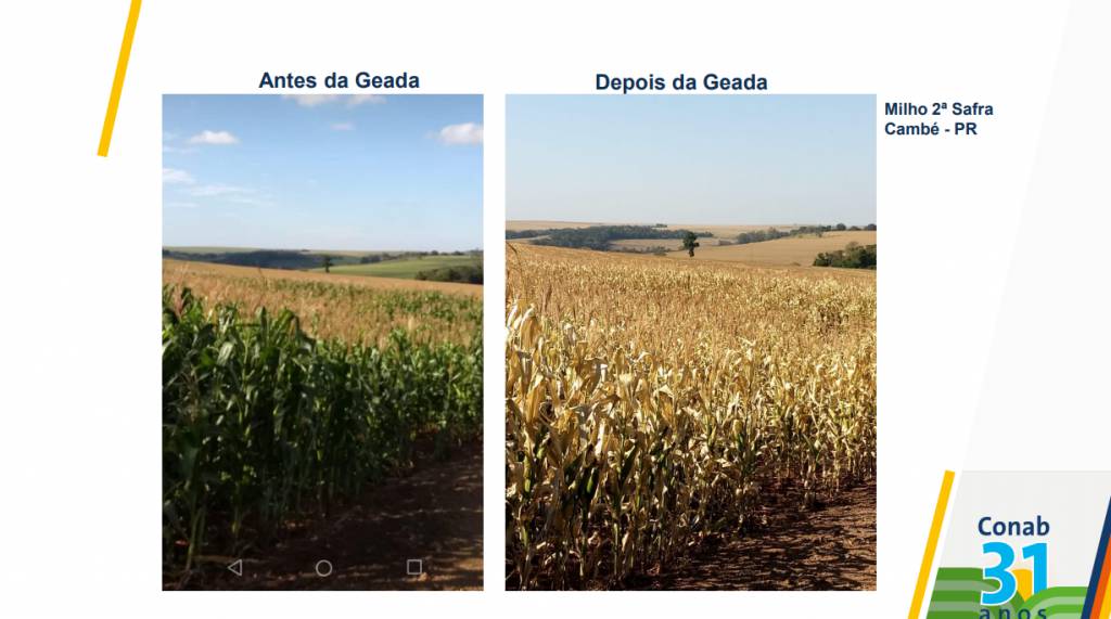 Conab passa a fazer monitoramento especial do impacto das geadas no campo