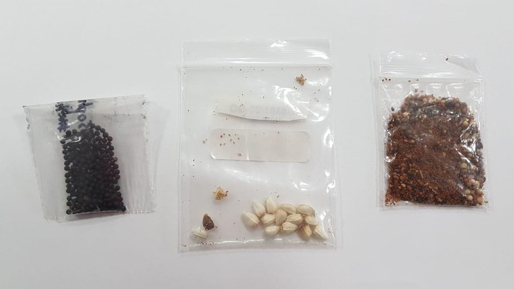 Ministério da Agricultura identifica presença de fungos, bactérias e ácaro em pacotes de sementes não solicitados