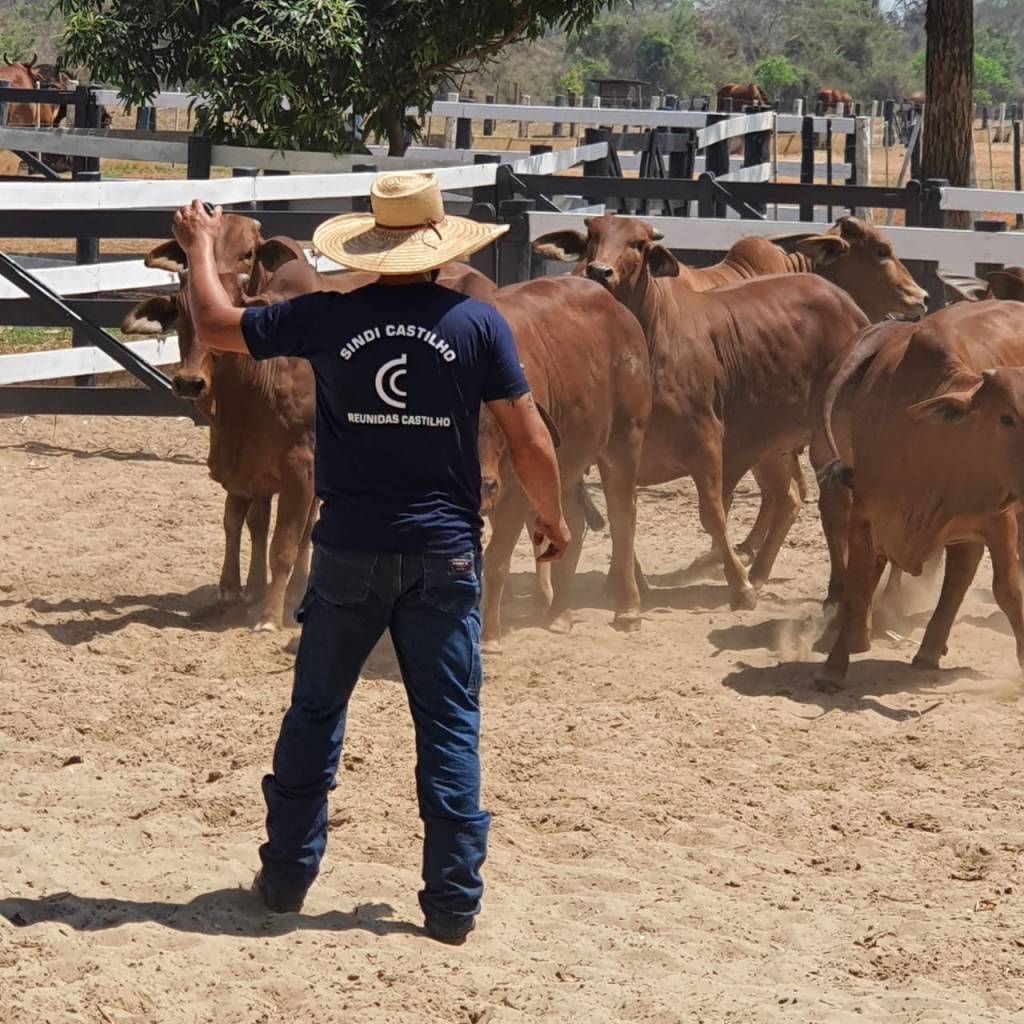 Sindi Castilho realiza oferta de animais a preço fixo no Canal do Boi e Agro Canal