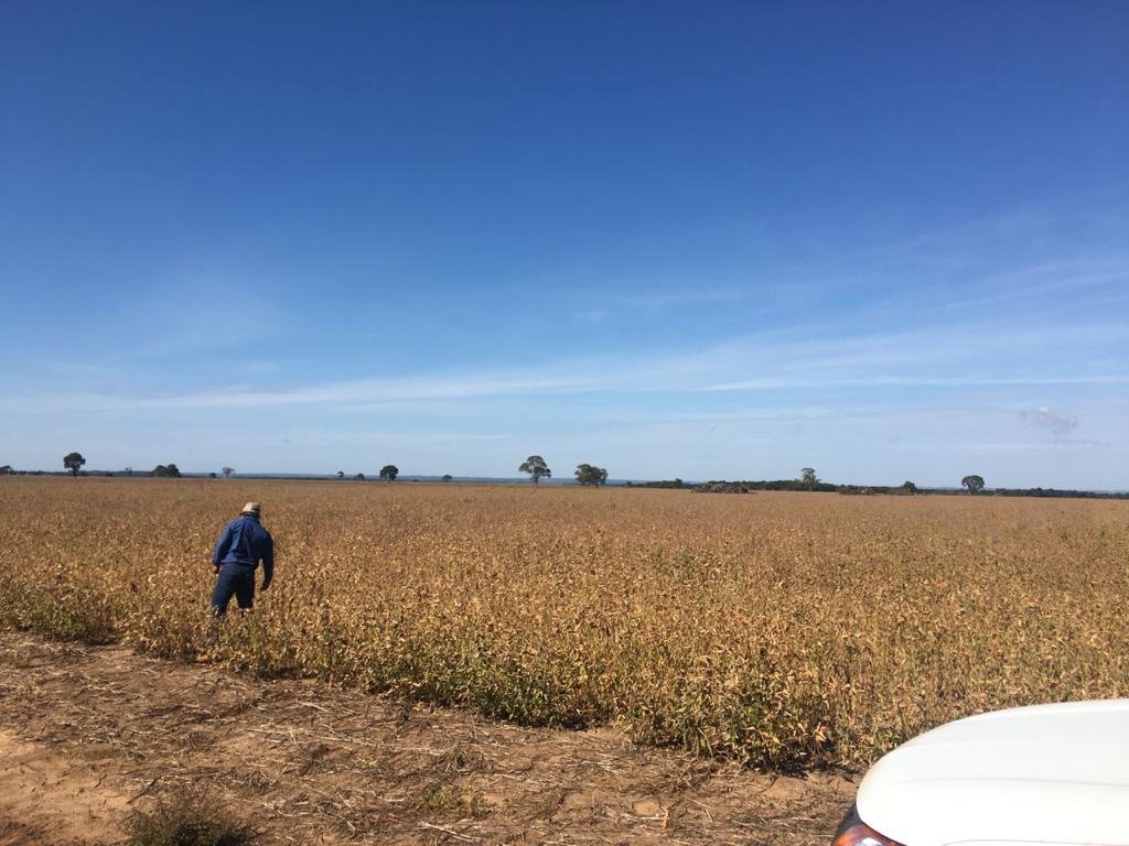 Experimento mensura sistema de produção de soja em MS