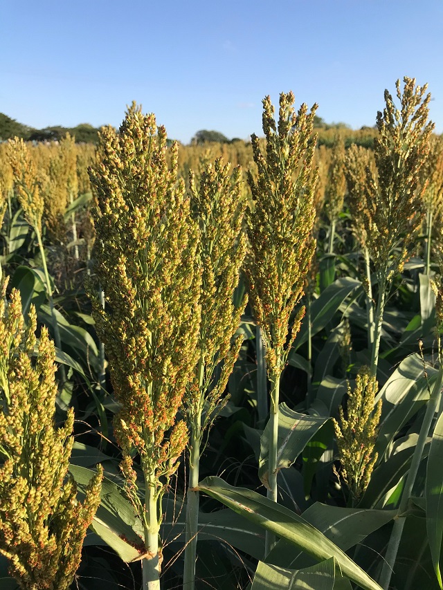 Novo híbrido de sorgo é altamente produtivo