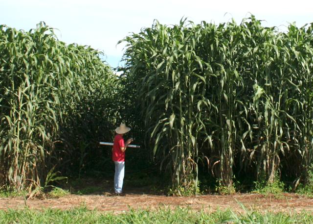 Sorgo biomassa é uma opção para geração de bioenergia