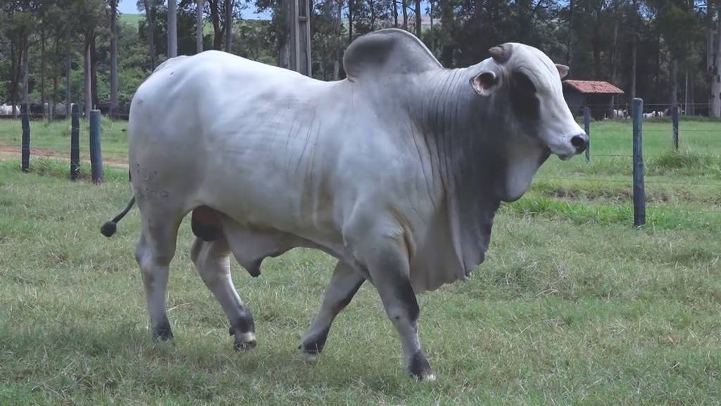 Semana Top de Vendas Semex segue na programação do Canal do Boi e Agro Canal