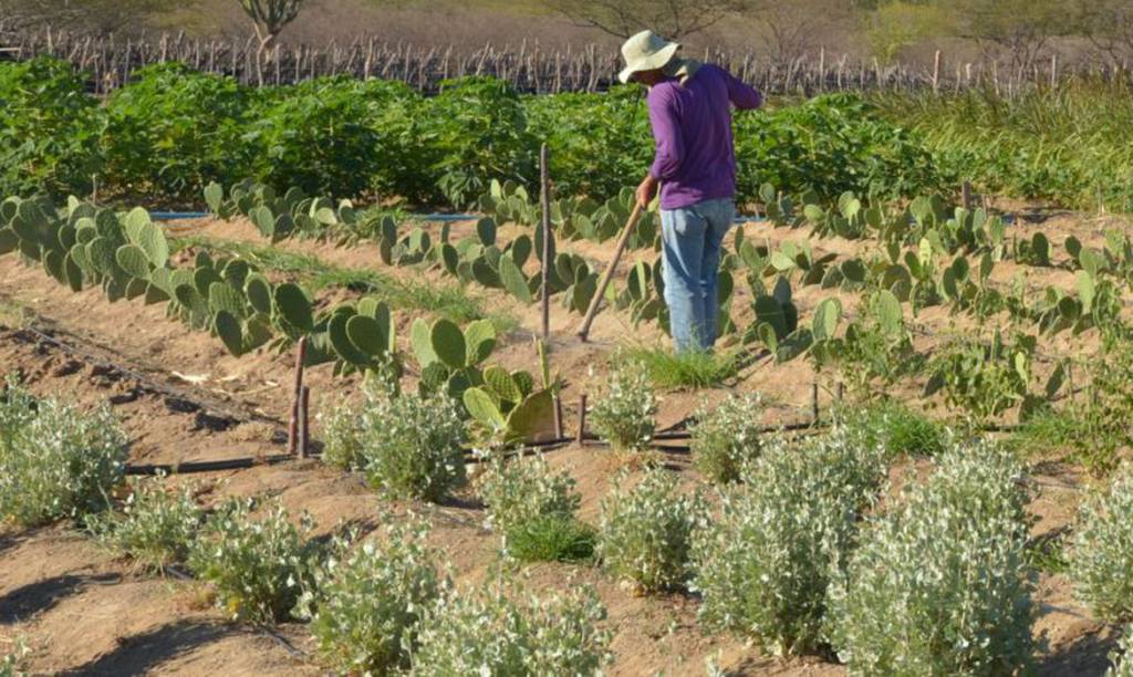 BNDES e Fida lançam projeto para o Semiárido do Nordeste