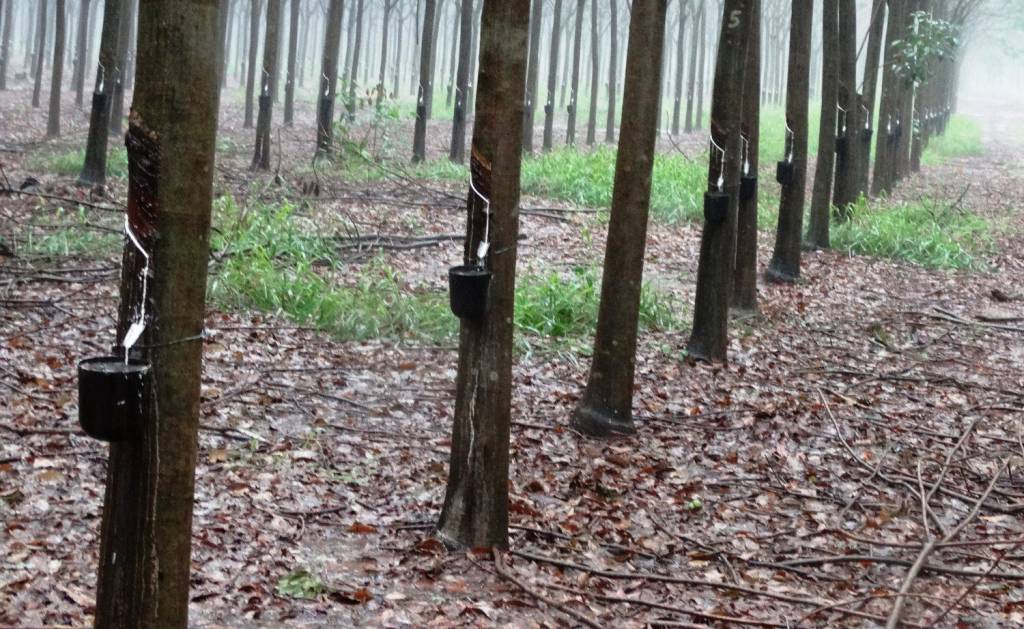 Clima interfere na extração de látex