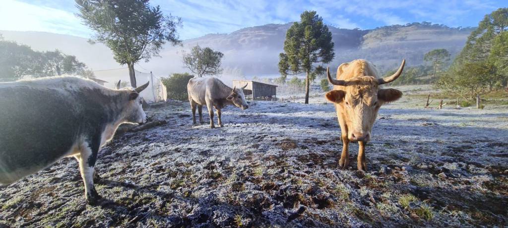 Animais sofrem com o frio e as geadas na Serra Catarinense. Veja fotos