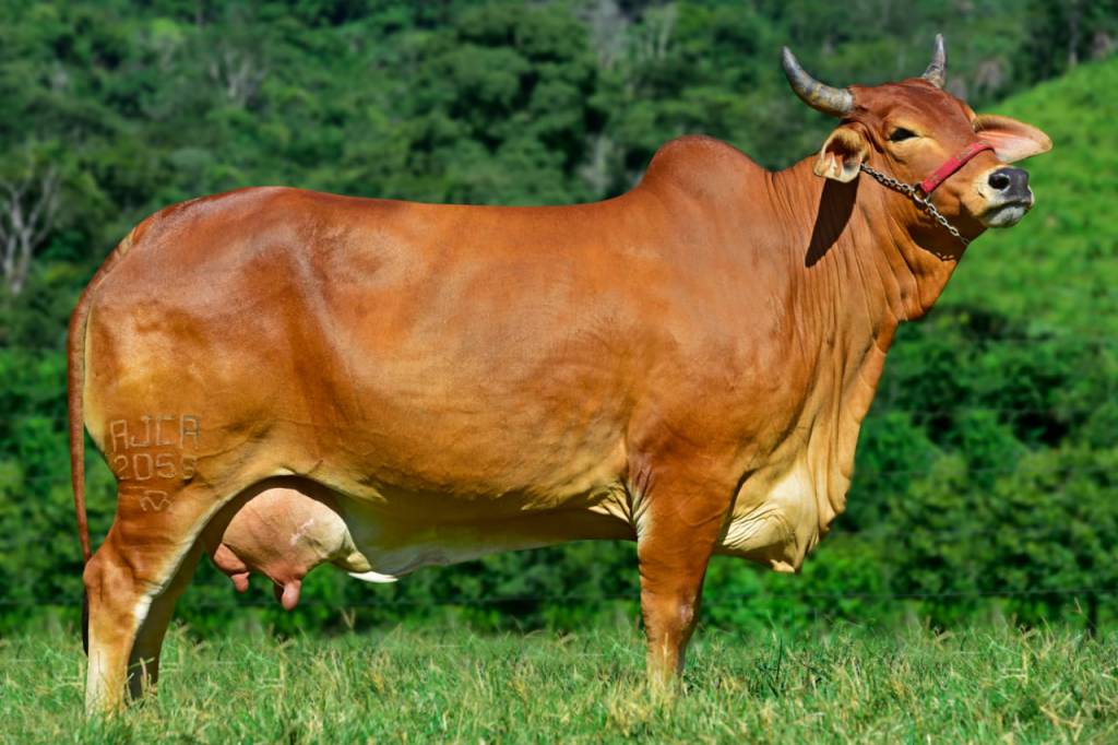 Leilão Sindi Cerrado registra média geral de R$ 45 mil 