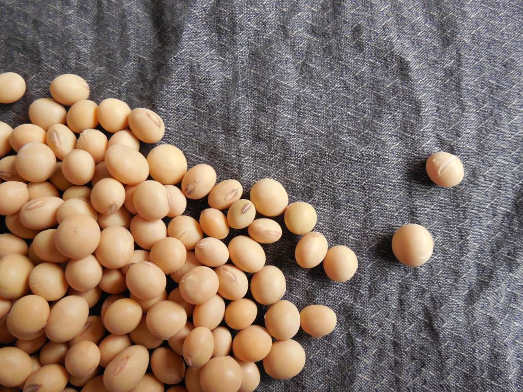 Soja: preço ao produtor chega aos R$ 100 por saca