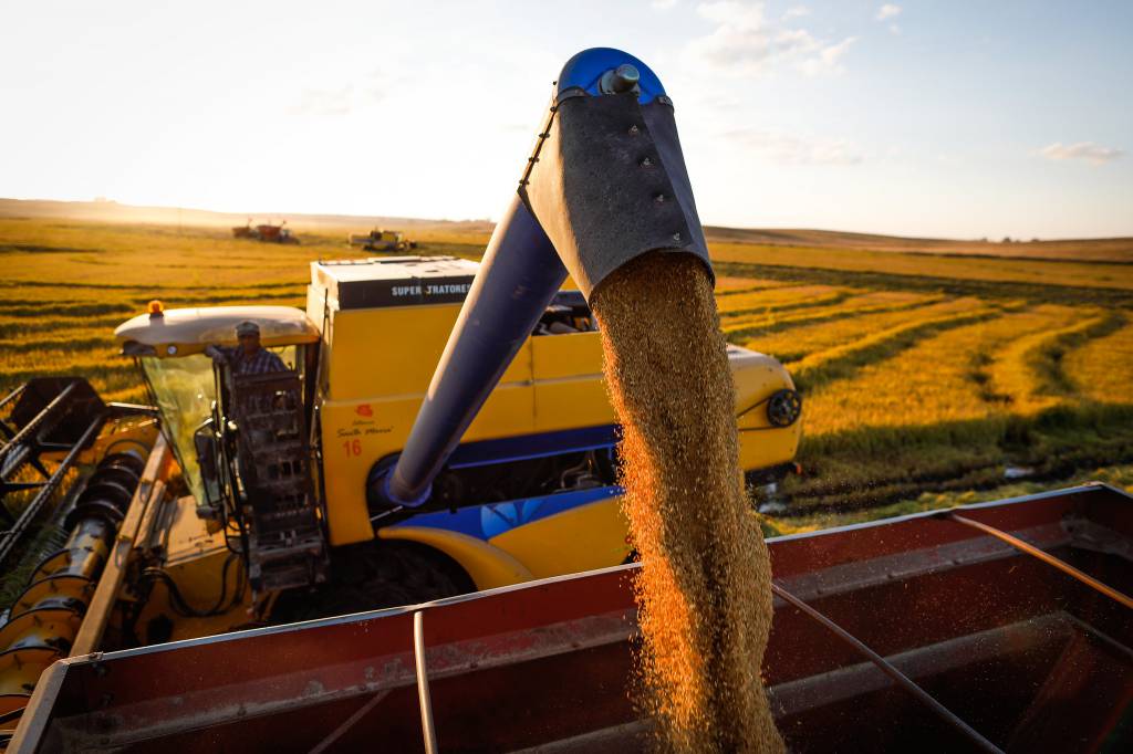Plantio de soja alcança 81,9% da área estimada para safra 2021/22, segundo Datagro