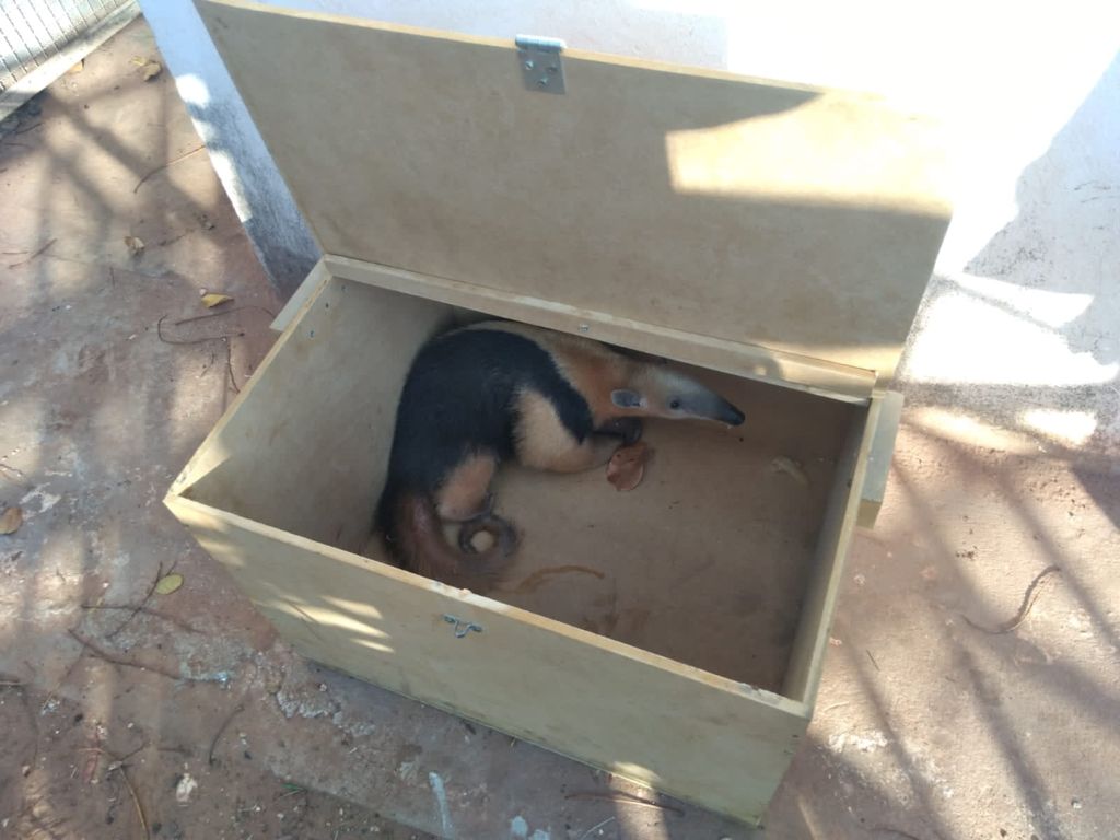 PMA resgata tamanduá-mirim, em Rio Negro
