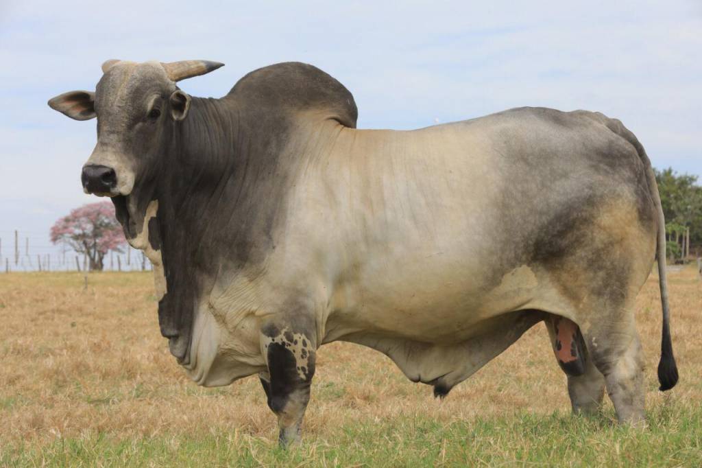 Genética BR é destaque no programa Zebu Para o Mundo
