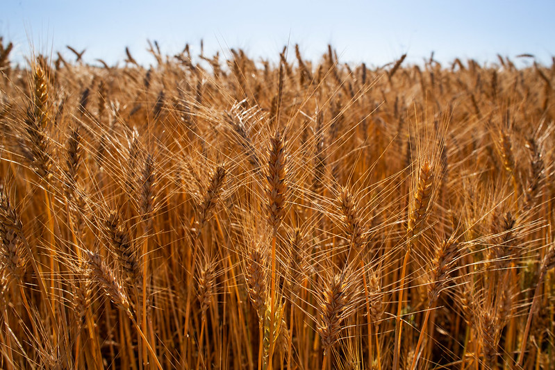 Condições climáticas favorecem a semeadura de trigo