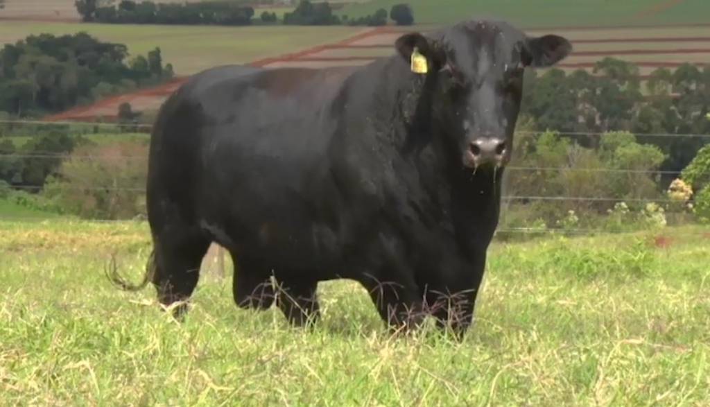 Fazenda Reconquista movimenta cerca de R$ 3 milhões em leilão virtual