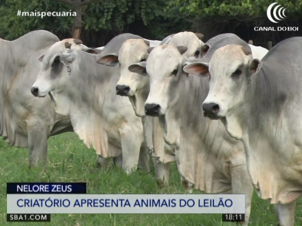 Nelore Zeus prepara animais do Leilão