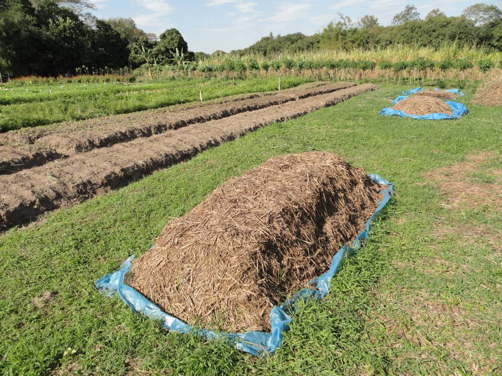 Adubação biológica combate pragas no Pantanal