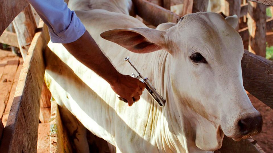 Prorrogada campanha de vacinação contra aftosa em 14 estados e no DF