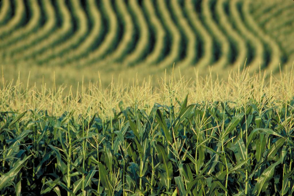 Agro puxa saldo positivo de atividade econômica nas regiões Norte e Centro-Oeste