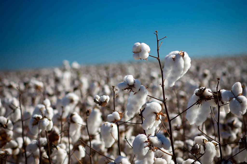 Estimativa em R$ 771,4 bilhões para o VPB Agropecuário indica patamar recorde