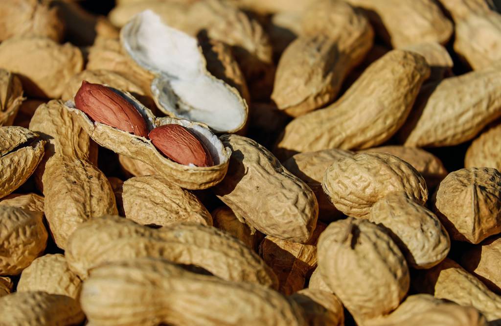 Zoneamento agrícola do amendoim está disponível para todos os estados