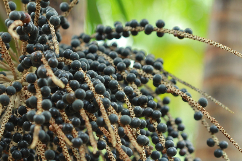 Projeto irá mapear sistemas agroflorestais e cultivos perenes da Amazônia 