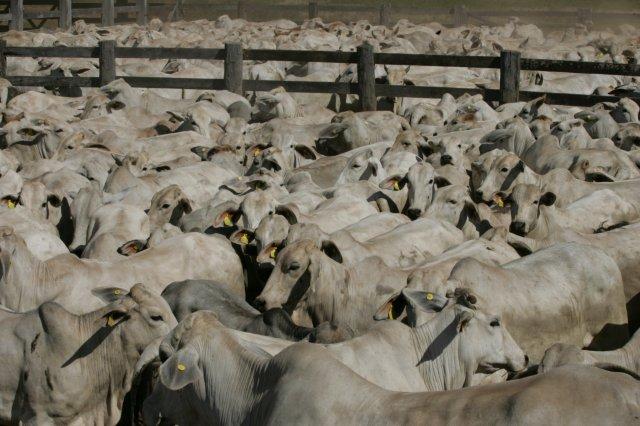 Produtividade do rebanho em carcaças cresceu 80% em 20 anos, aponta relatório da Embrapa