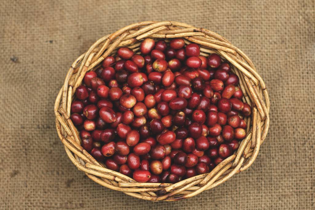Colheita de café avança pelo Brasil