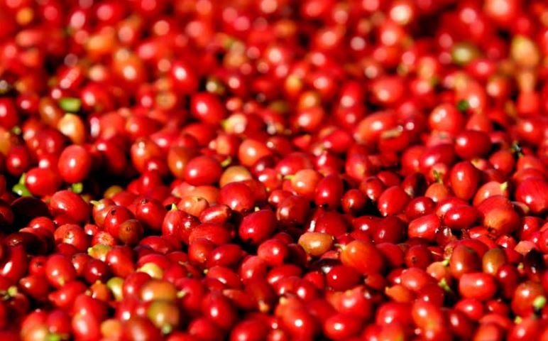 MG mantém liderança na produção de café em 2020