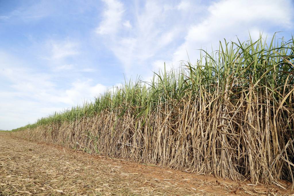 Moagem de cana-de-açúcar totaliza 42,93 milhões de toneladas na segunda quinzena de junho, diz Unica