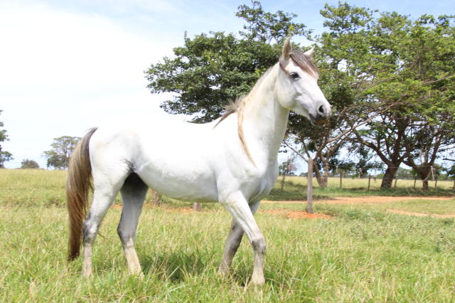 Cavalo Pantaneiro se destaca por ter aptidões 