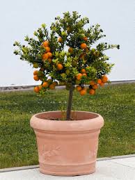 Plantas frutíferas se desenvolvem bem em vasos 