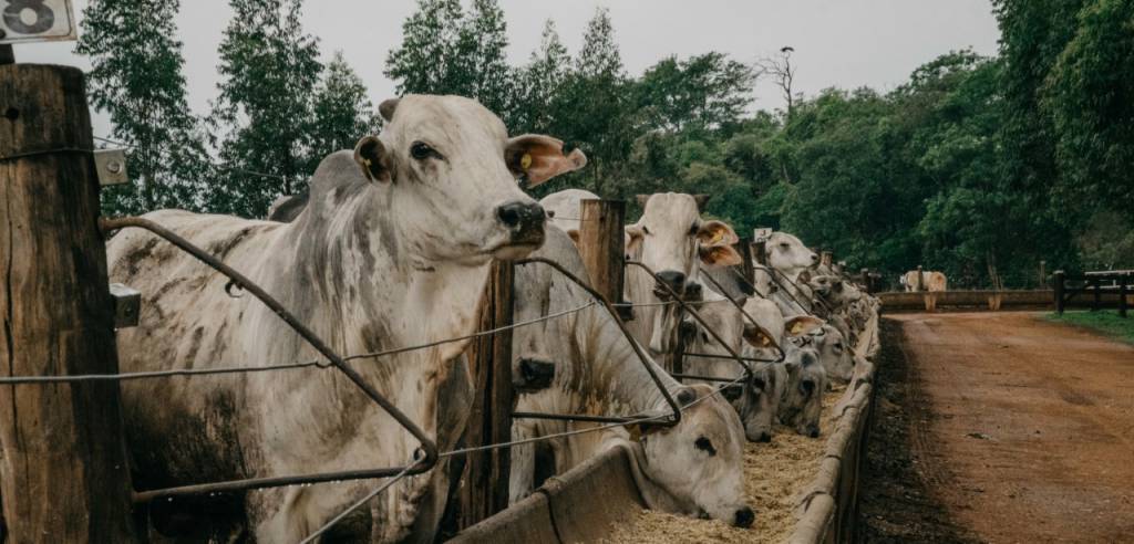 Demanda aquecida e custos elevados, como fica o cenário para a pecuária em 2021?