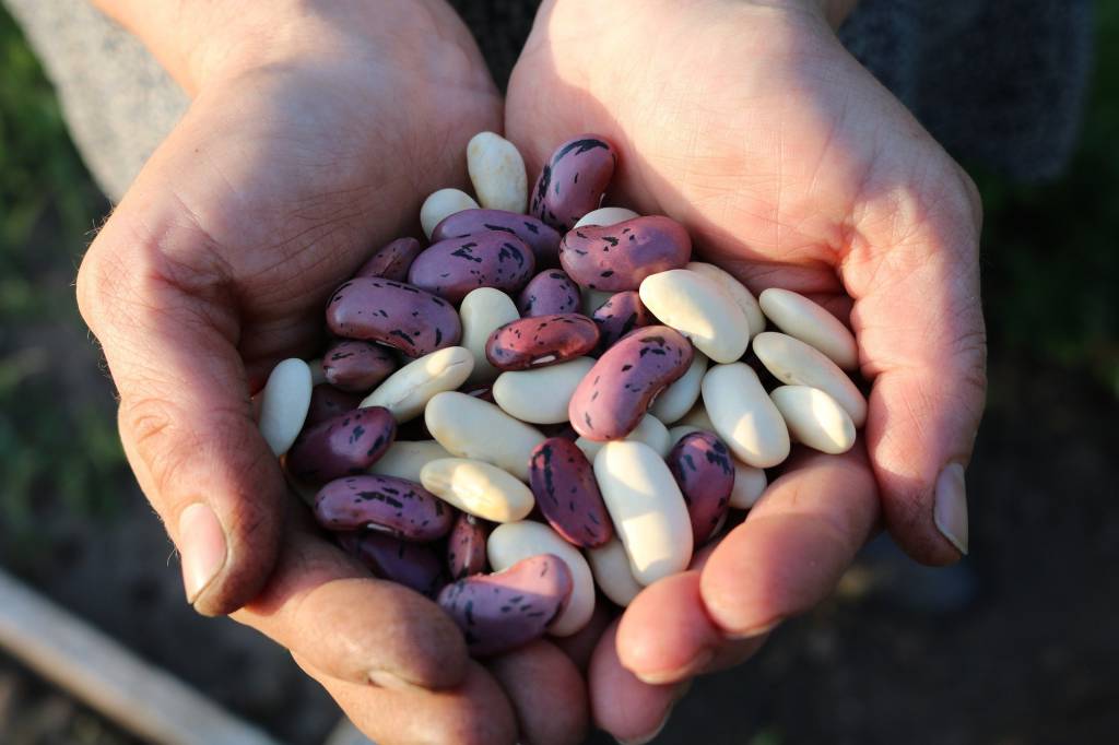 Zoneamento agrícola da 2ª safra 2021/2022 do feijão é publicado