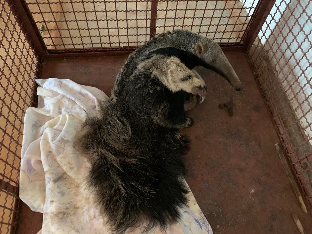 Mãe abandona tamanduá filhote em plantação de cana-de-açúcar